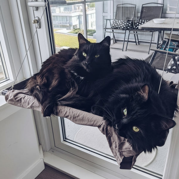 Two black cats lounging on a cushion by a glass door.